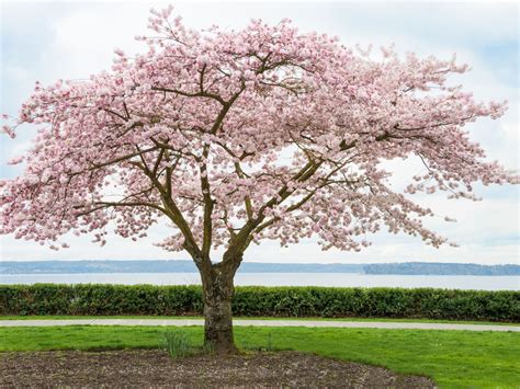 chrry blossom tree
